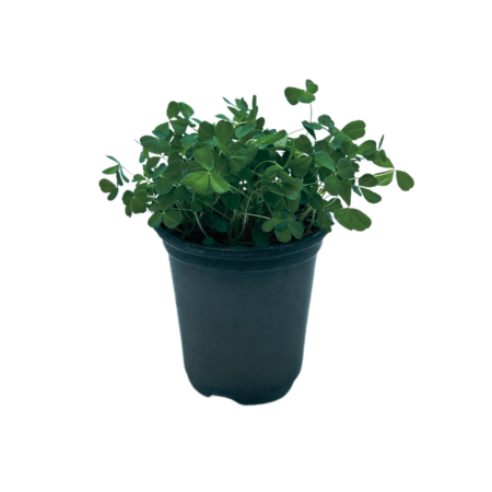 Irish Shamrock Pot